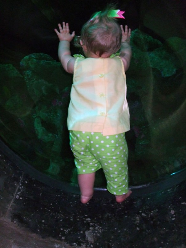 Chattanooga Aquarium
